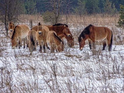 В Чорнобильській зоні у фотооб’єктив «піймали» диких коней (фото)