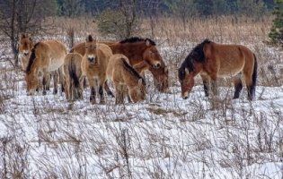 В Чорнобильській зоні у фотооб’єктив «піймали» диких коней (фото)