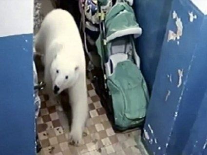 Заходять у під’їзди і риються в смітті: в Росії нашестя білих ведмедів (відео)