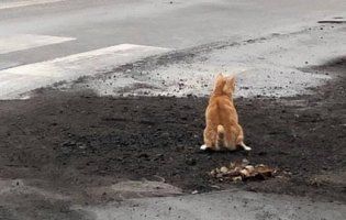 Кіт «оцінив» якість ремонту вулиці (відео)