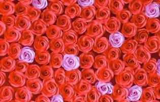 Серце із шести сотень троянд виготовили у Луцькому зоопарку (фото)