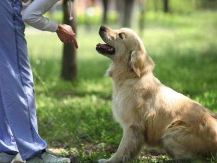 У Франції заборонили гучний гавкіт собак