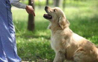 У Франції заборонили гучний гавкіт собак