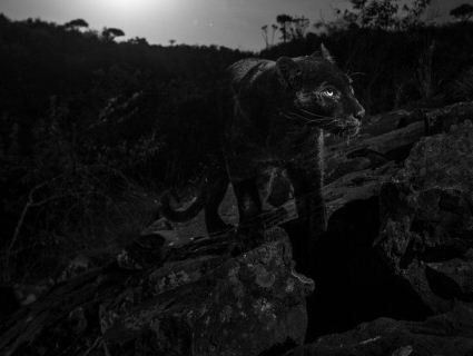 У Кенії фотограф піймав в об’єктив чорну пантеру, яку не бачили сотню років