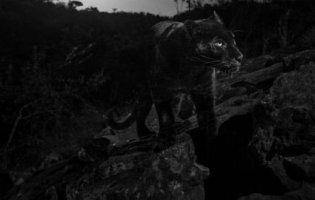 У Кенії фотограф піймав в об’єктив чорну пантеру, яку не бачили сотню років