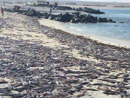 У Чилі тисячі мертвих каракатиць вимило хвилею на пляж (відео)