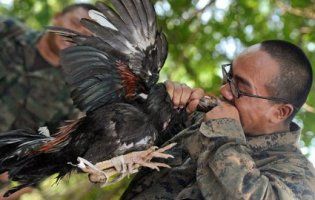 Їдять скорпіонів і п’ють кров кобр: як гартують морпіхів США (фото, відео)