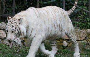 У зоопарку окупованого Криму померла Тигрюля