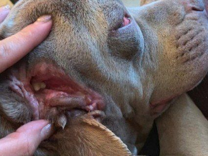 Аномалія: у США знайшли собаку із додатковою пащею – у вусі (фото, відео)