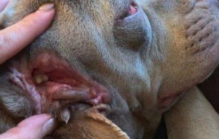 Аномалія: у США знайшли собаку із додатковою пащею – у вусі (фото, відео)
