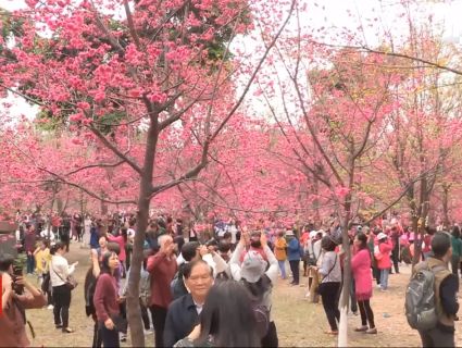 Весняний настрій: у Китаї квітує сакура (відео)