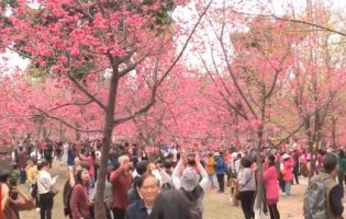 Весняний настрій: у Китаї квітує сакура (відео)