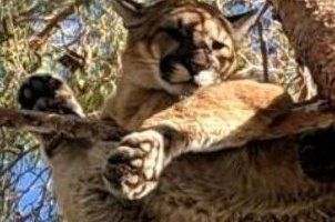 «Допоможи котику»: рятувальники знімали дику пуму, яка застрягла на дереві (фото)