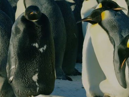 Унікального пінгвіна зафіксували камери (відео)