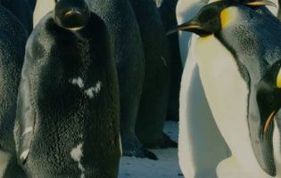 Унікального пінгвіна зафіксували камери (відео)