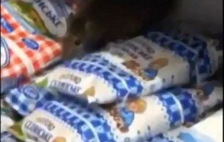 У Рівному в магазині серед молочки копошився щур (відео)
