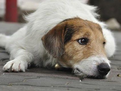 В Україні масово отруюють собак (відео)