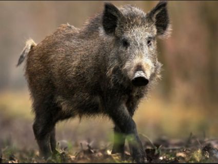 У лісах Волині через спалах свинячої чуми відстріляли півтисячі диків