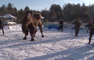 Бурятські шамани спалили п’ять верблюдів «для зміцнення Росії» (відео)