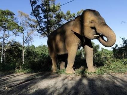 У Таїланді слон «затопив» пліт із туристами (відео)