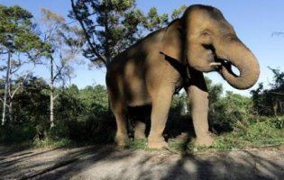 У Таїланді слон «затопив» пліт із туристами (відео)