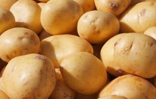 У минулому році в Україні зібрали рекордний врожай картоплі
