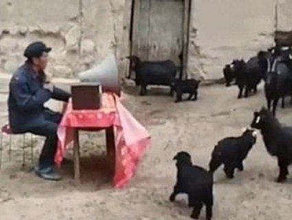 «Збори активу»: в Китаї фермер провів «засідання» із козами (відео)