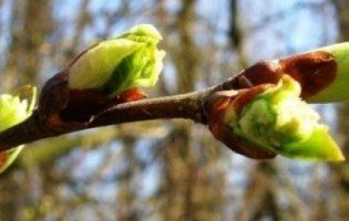 Якою буде погода в березні