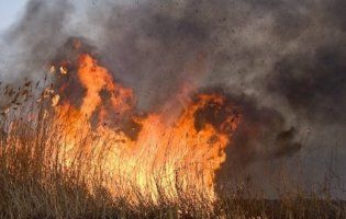 На Львівщині палає сухостій: моторошне відео масштабної пожежі