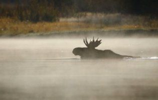 Мережу підірвав бій двох лосів на білорусько-литовському кордоні (відео)