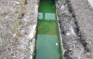 На українському курорті вода у ливнівках стала токсично-зеленою (фото)