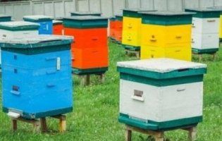 У пасічника зі Львівщини вкрали бджіл на 120 тисяч гривень