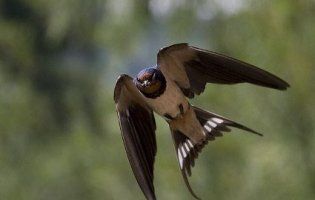 7 березня: сьогодні прилітають пташки та садять капусту