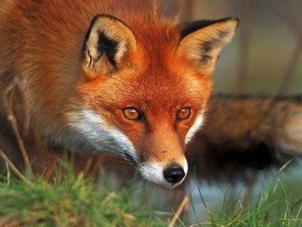 На Рівненщині масово відстрілюють лисиць