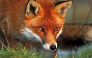 На Рівненщині масово відстрілюють лисиць