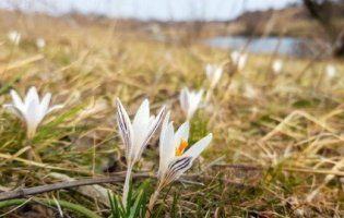 На запорізькій Хортиці буяють шафрани (фото)