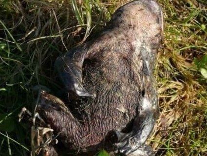 40 пожеж за тиждень: на Волині масово палять траву