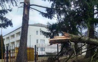 Негода у Луцьку: пом’яті автомобілі, зірвані дахи, повалені дерева (фото)