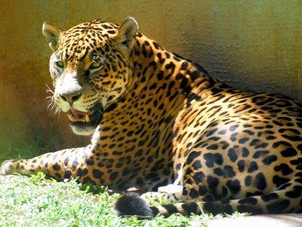 У зоопарку США ягуар атакував любительку селфі (відео)