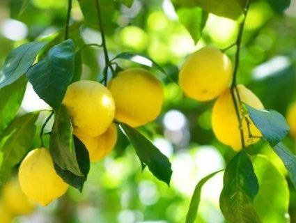 На Волині вирощують кілограмові лимони