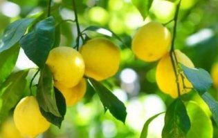 На Волині вирощують кілограмові лимони