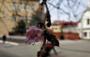 «Чарівна японка»: в Мукачеві зацвіла «скажена» сакура (фото)