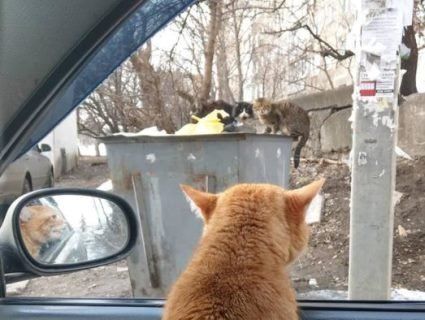 Хвостатий «штурман»: кіт-таксист із Харкова став зіркою соцмереж (фото)