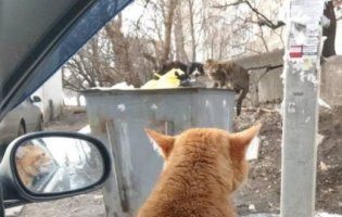 Хвостатий «штурман»: кіт-таксист із Харкова став зіркою соцмереж (фото)