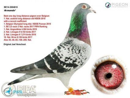 Мрія орнітолога: поштового голуба продали «з молотка» за €1,25 мільйона