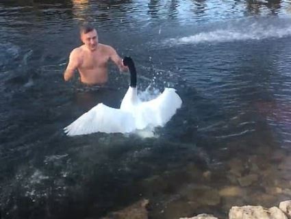 «Знайди собі власне озеро!»: бійка з лебедем прославила херсонця на всю планету (відео)