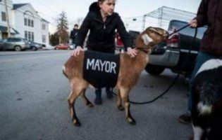 Почесним мером у США вибрали козла (фото)