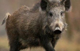 Поблизу Львова стадо кабанів спровокувало смертельну ДТП (фото)