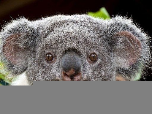 Аби насолодитися кондиціонером, коала залізла в авто (відео)