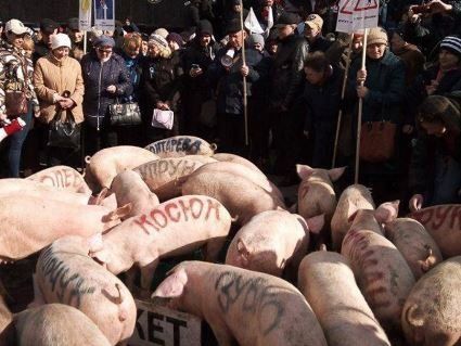 До Києва привезли «політичних свиней»: на їхніх спинах були написані прізвища відомих чиновників  (відео)